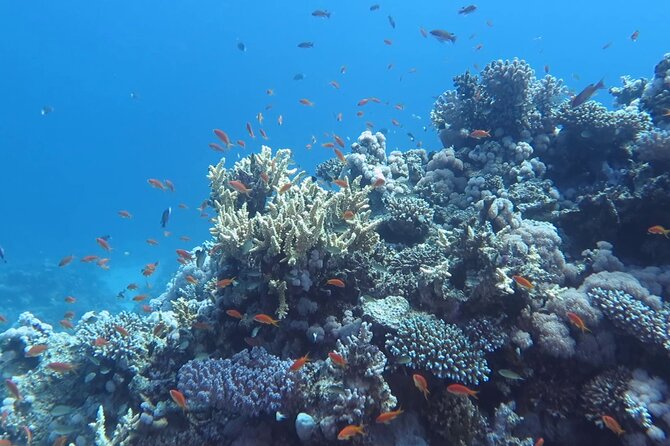 Diving Speed Boat in Marsa Alaam - Frequently Asked Questions