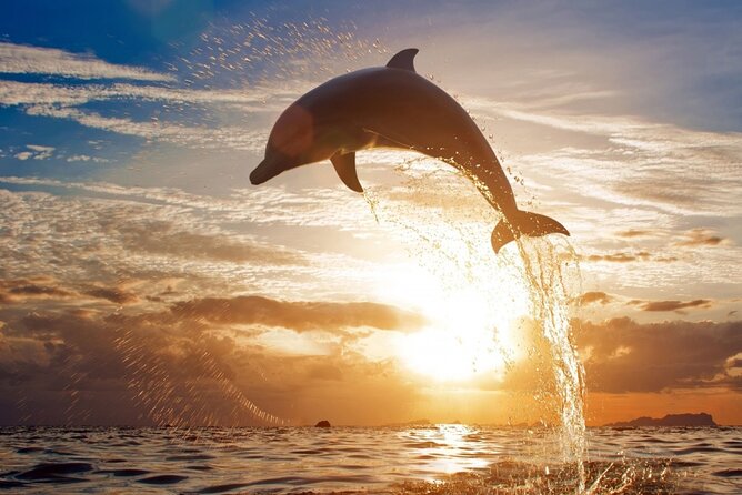 Dolphin Discovery Adventure in Hurghada - Tips for a Great Experience