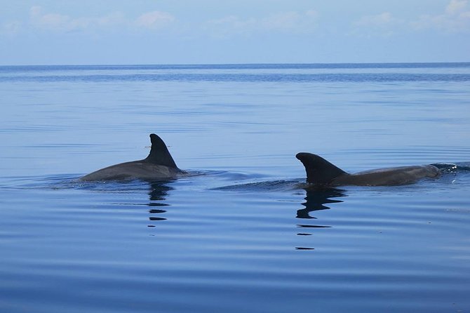 Dolphin Tour and Jozani Forest - Contact and Booking Information