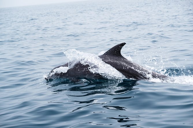 Dolphin Watching - Customer Reviews