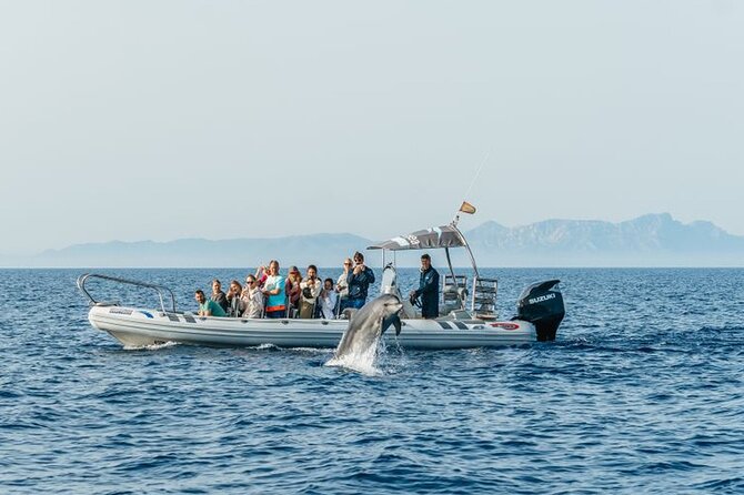 Dolphin Watching at Dawn in Alcúdia - Frequently Asked Questions