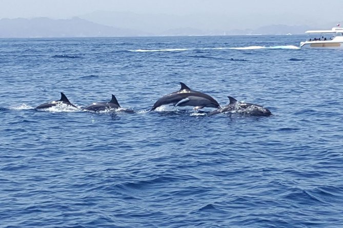 Dolphin Watching & Snorkeling - Meeting Point & Start Time