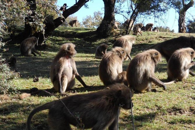 Drive to Portuguese Bridge (110km From Addis Ababa) - Pricing and Booking Details