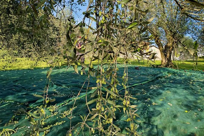 E.V.O. Oil of Lake Como Tasting+ Food Pairings - Booking Information