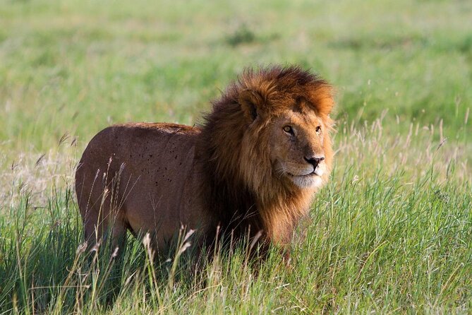 Early Morning Group Joining Mini Safari To Nairobi National Park - Booking Information