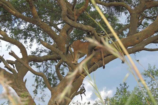 Eight Days Uganda Primate Trekking and Game Safari. - Frequently Asked Questions