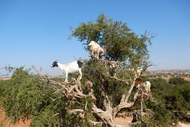 Essaouira & Atlantic Coast Full-Day Tour From Marrakech - Accessibility and Health Information