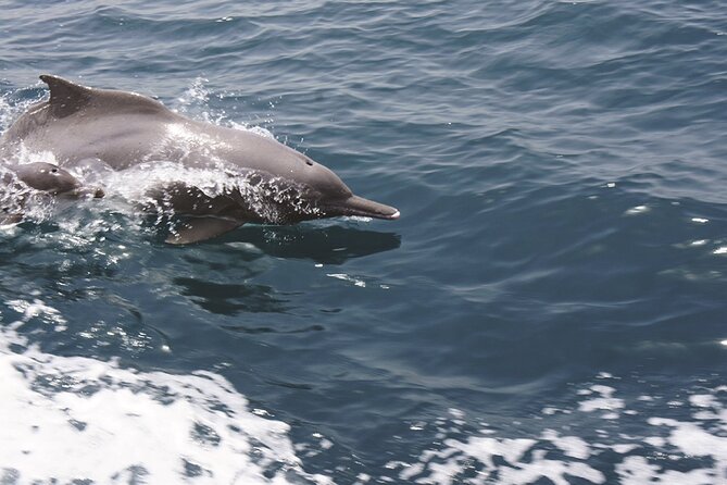 Evening Sunset Dhow Cruise Tour - Muscat - Additional Information