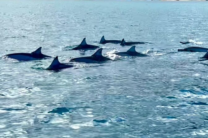 Exciting Dolphin Encounters in the Maurtiuss Lagoon - Response to Feedback