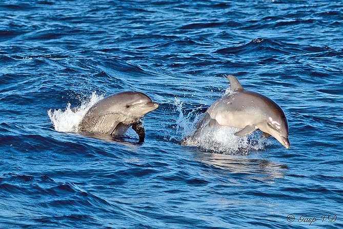 Experience a Sunrise With Dolphins - The Magical Sunrise Moment With Dolphins