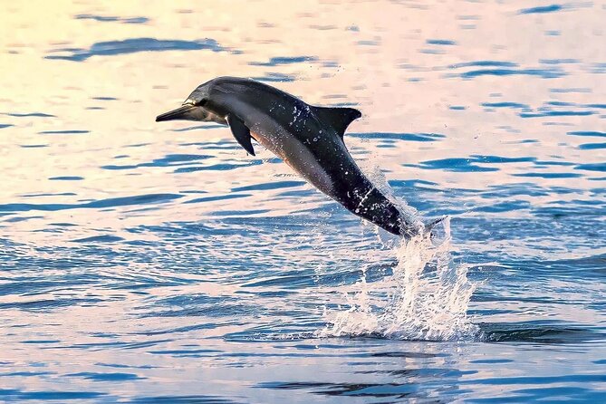 Experience Dolphin Watching and Snorkeling in Muscat - Meeting Point Information