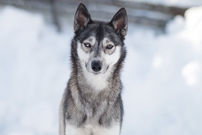 Feel the Magic of Winter With Thrilling Arctic Dog Sled Rides - Unforgettable Dog Sled Adventure