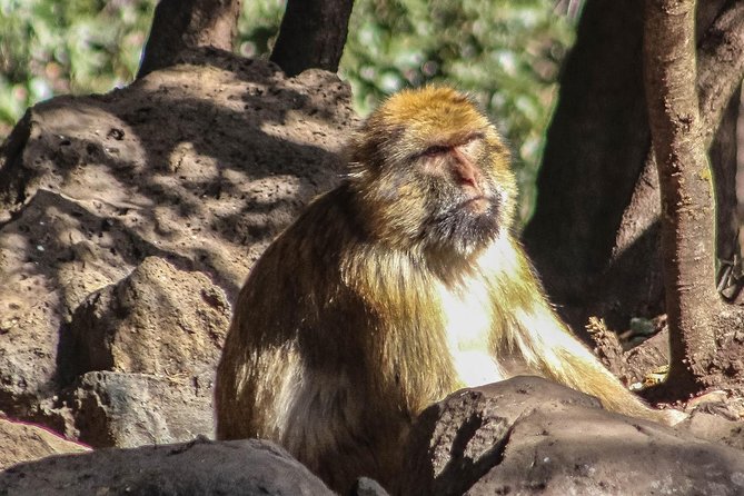 Fez to Middle Atlas Day Trip (Berber Villages&Nature) - Group Size & Logistics