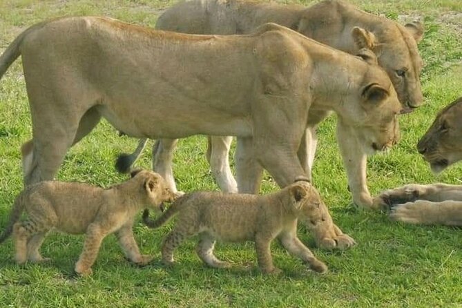Flight Package Zanzibar to Nyerere National Park (Selous GR) 3 Days 2 Nights - The Sum Up
