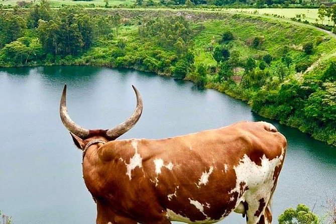 Fort Portal & Tooro Kingdom Tour - Accessibility Information