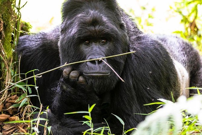 From Kigali: 2-Day Rwanda Gorilla Trekking Experience - Fees and Inclusions