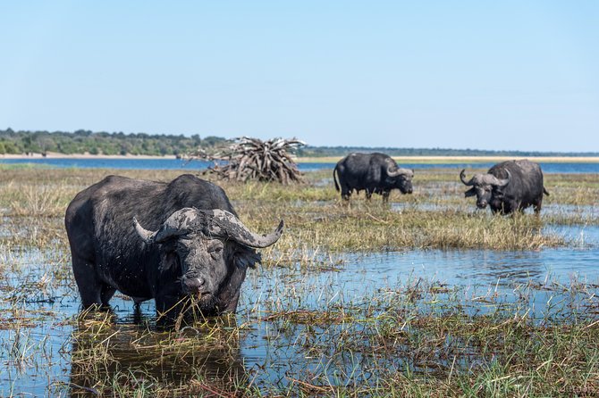 From Livingstone, Victoria Falls or Kasane - Chobe Day Tour - Booking Details