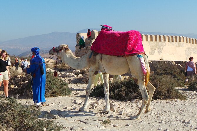From Taghazoute : 2 Hours Agadir Camel Ride With Transfers and Tea Break - The Sum Up