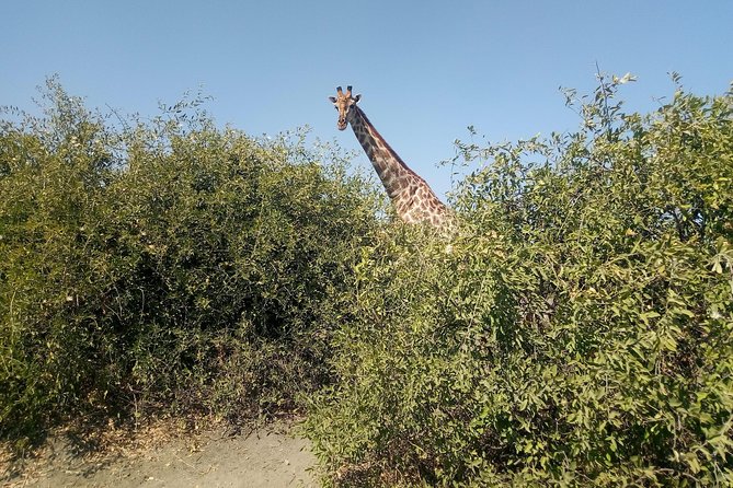 From Victoria Falls: Chobe National Park Small Group Tour - Cancellations
