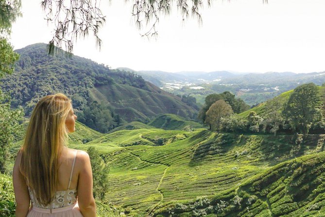 Full Day Cameron Highlands Nature Tour - Traveler Experiences