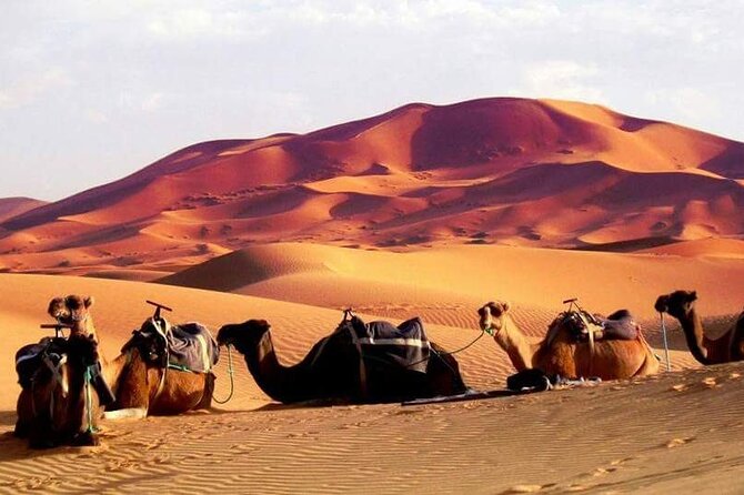Full-Day Desert Safari Jeep Tour in Ash Sharqiyah Governorate - Miscellaneous