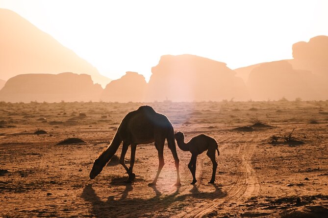 Full Day Jeep Tour in Wadi Rum Desert - The Sum Up