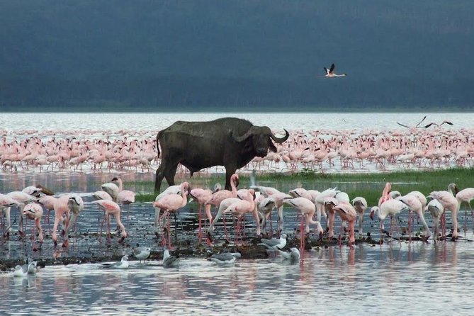 Full-Day Lake Nakuru National Park Guided Tour From Nairobi - Exclusions