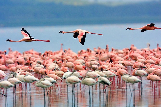 Full Day Lake Nakuru Park and Optional Boat Ride on Lake Naivasha - Visitor Experiences