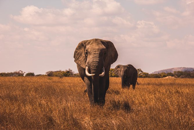 Full-Day Pilanesberg Nature Reserve and Sun City Tour From Johannesburg - Tour Overview