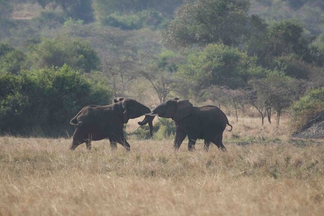 Full Day Private Akagera National Park Safari Tour in Rwanda - The Sum Up