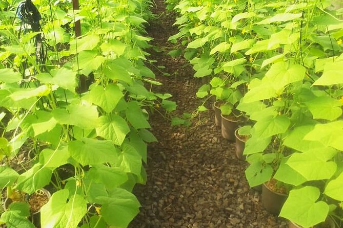 Full-Day Private Farm Area Tour - Booking Options