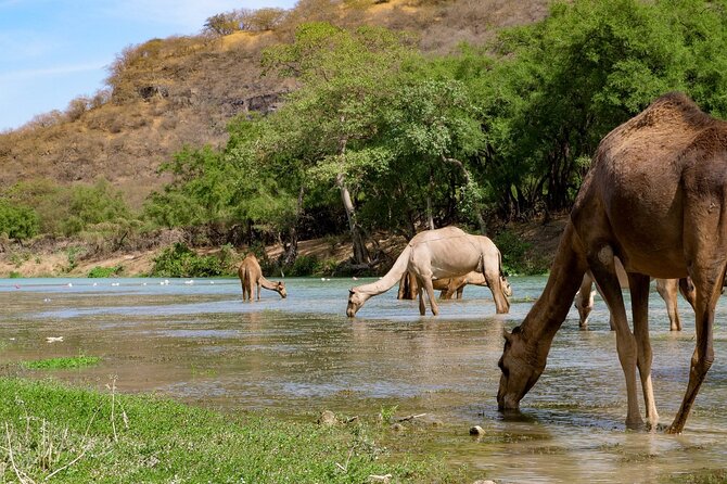 Full Day Private Guided Day Trip in Salalah - Cultural Experiences and Local Cuisine