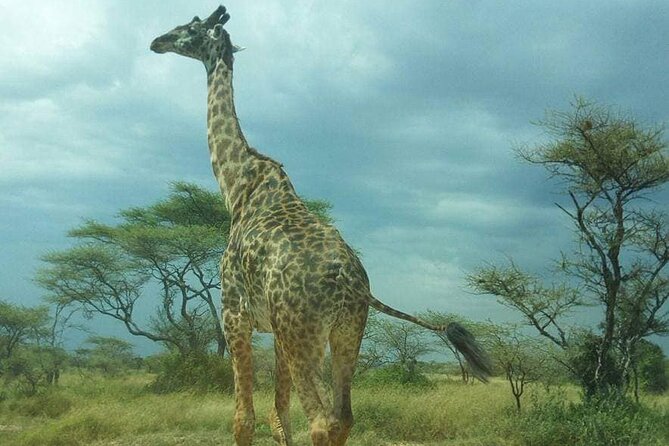 Full Day Private Safari Tour in Zanzibar to Mikumi - Cancellation Policy