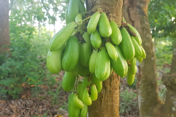 Full Day Private Spice Farm Stone Town and Prison Island - Important Information
