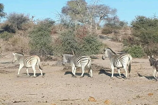 Full Day Private Tour in Chobe - How to Get There
