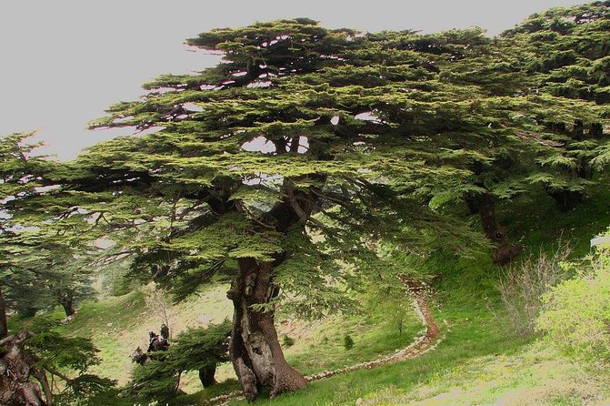 Full-Day Private Tour to Beiteddine, Deir El Qamar, Moussa Palace and Cedars - Infant and Accessibility Information