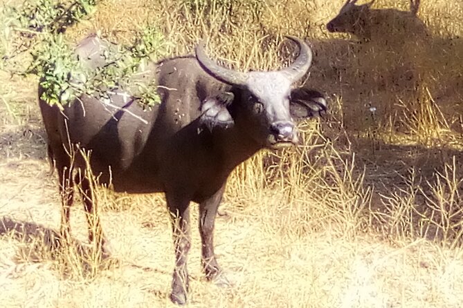 FULL-DAY SAFARI and PINK LAKE TOUR (Minimum 2 Pax) - Frequently Asked Questions