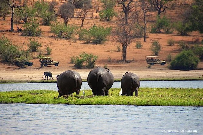 Full-Day Safari in Botswana From Zambia - Pickup and Transportation