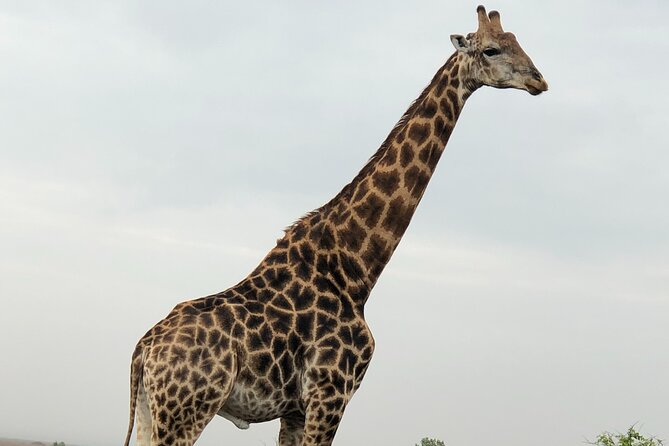 Full-Day Safari in Maputo National Park - Additional Info