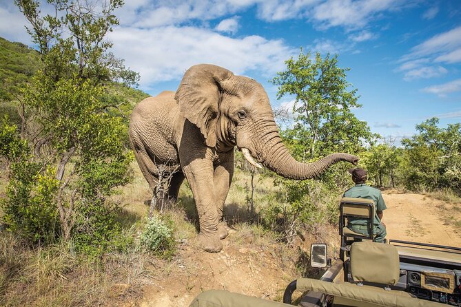 Full Day Safari to Mikumi National Park From Zanzibar With Lunch - Booking and Pricing Details
