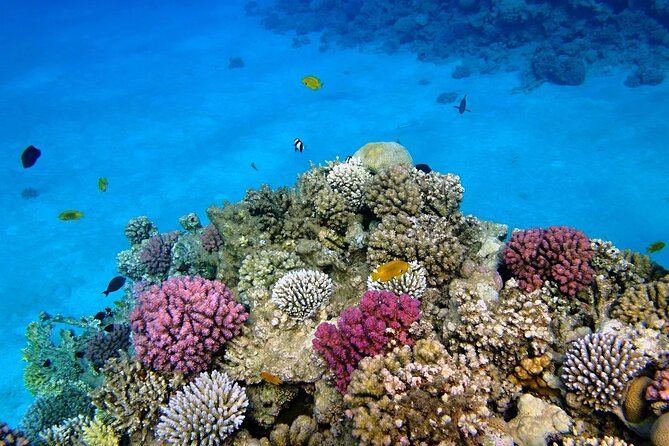 Full Day Sataya Reef Adventure in Marsa Alam - Traveler Review