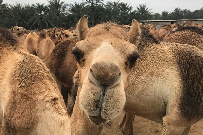 Full Day Sightseeing Tour in Bahrain - Customer Reviews and Ratings