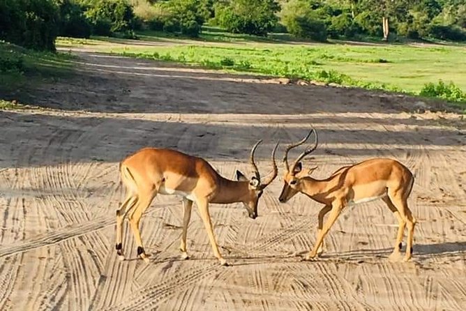Game Drive in the Mosi-Oa-Tunya National Park From Livingstone - Safety Measures