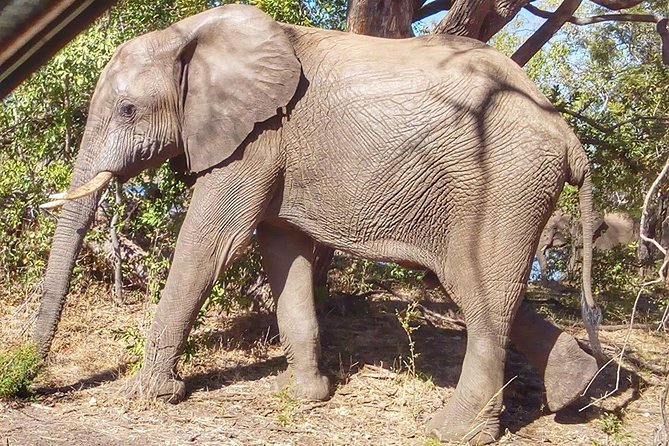 Game Drive Into the Musi Otunya National Park - Unique Experiences