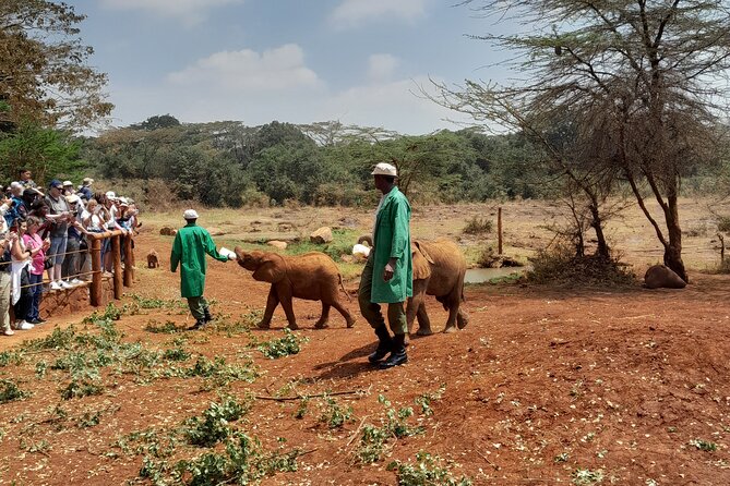 Giraffe Centre and Animal Orphanage Guided Tour In Nairobi. - Accessibility Information