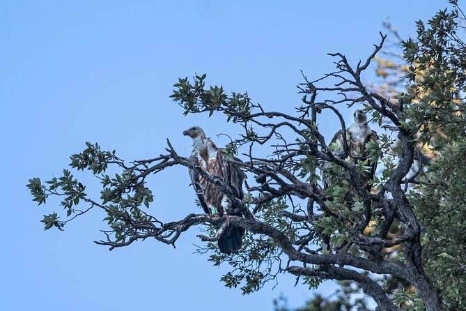 Griffon Vultures Bird Watching Boat Trip in Beli - Pricing Details