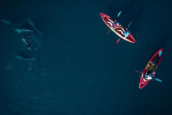 Guided Kayak 2-Hour Activity With Dolphins - The Sum Up
