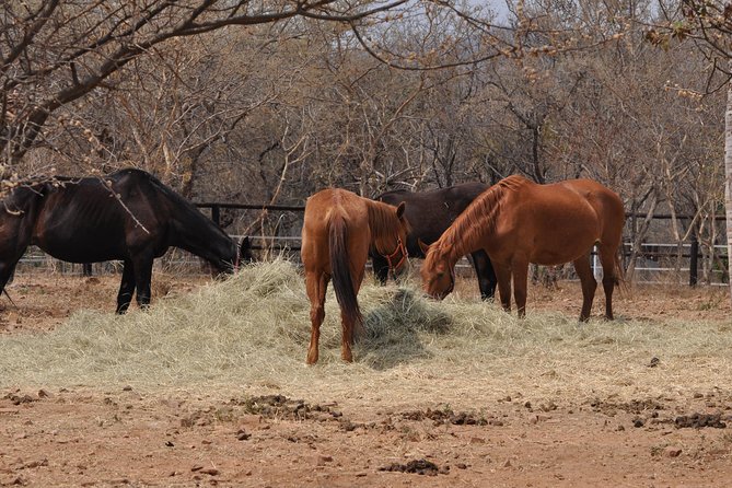 Guided Pony Riding in the Tranquil Surroundings of the Notwane Dam - Onsite Amenities