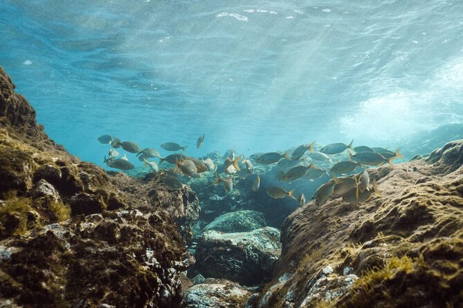 Guided Snorkeling Activity in Papagayo Beach Lanzarote - Operator Details