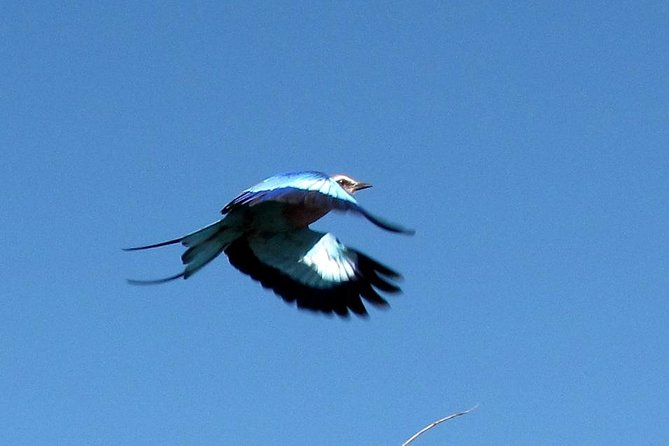 Half-Day Birding Tour of Livingstone - Tour Inclusions and Exclusions